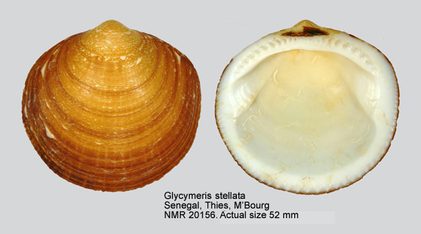 Glycymeris stellata.jpg - Glycymeris stellata(Bruguière,1789)